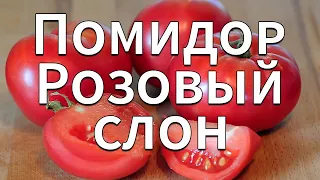 Обзор сорта помидора томата "Розовый слон" (характеристики, свойства, фото)