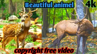 Ultimate Wild Animals Collection in 8K ULTRA HD / 8K tv by animel planet