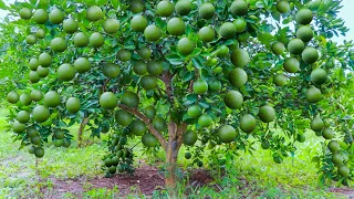 Grafting Young Green Shoots Of Orange Tree On Lemon Tree by T Budding - Orange Cultivation Technique