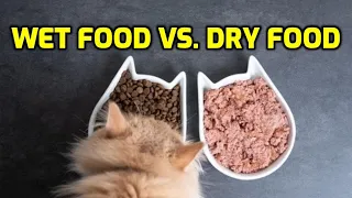 Should Cats Eat Wet Or Dry Food?