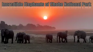 Incredible Elephants of Chobe National Park   Chobe Game Lodge Africa part 2