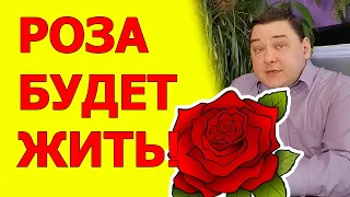 Комнатная роза после покупки | Что нужно сделать чтобы не погибла