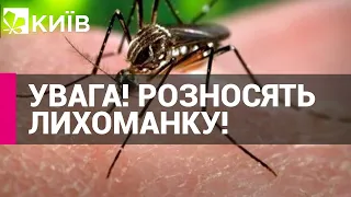 У Броварах вперше зафіксовано "лихоманку Західного Нілу"