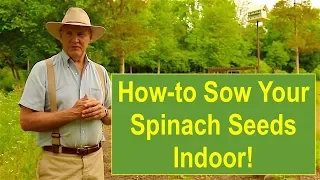 Basic Gardening Tips: How-to Sow Your Spinach Seeds Indoors!