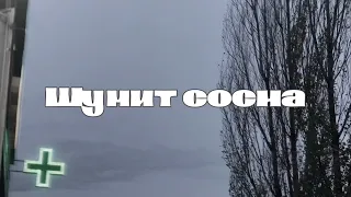 ШУМИТ СОСНА…#cover #песниподгитару #шумитсосна #рекажемчужная #афганистан #юмор #пацаны