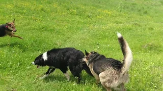 Собаки бегают и играют во время прогулки на поле