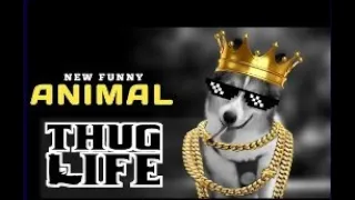 Animal Thug Life | Animals Funny Video