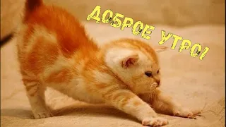 доброе утро! good morning! милые котики :)