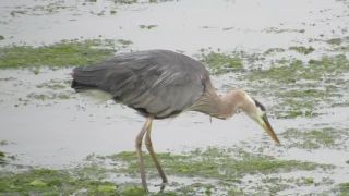 Great Blue Heron Swallows a Large Fish