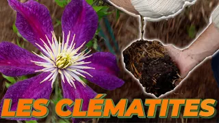 DES FLEURS D'ÉTÉ POUR NOTRE MASSIF SOUS LE PIN : LES CLÉMATITES !