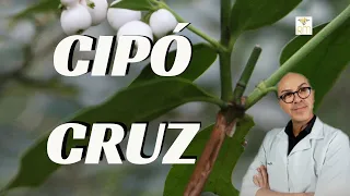 CIPÓ CRUZ -|ANTIVIRAL |ARTICULAÇÕES |PULMÕES | CORAÇÃO |ASMA |DIABETES |REUMATISMO|ANTI-INFLAMATÓRIO