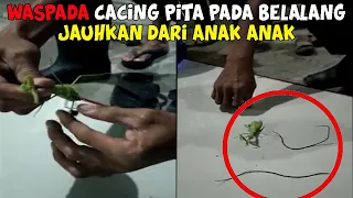 Kalau Menemukan Hewan Ini Langsung Buang! Terdapat Parasit Belalang Sembah