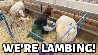 Fall lambing 2023 has BEGUN!!! | Vlog 715