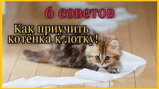 Как приучить котёнка к лотку? 6 советов!