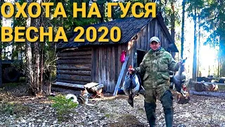 🏕 Охота на ГУСЯ и Селезня🦆 Весна 2020