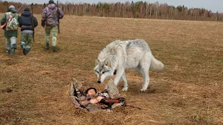 Старый волк склонил голову над изувеченным браконьерами телом лесника и заплакал. Вой услышали все