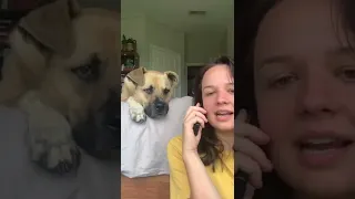 Dog Gets Excited as Owner Says His Favourite Words While Pretending to Talk on Phone - 1343610