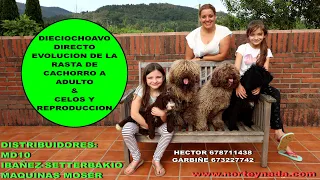 18 VIDEO EN DIRECTO EVOLUCION DE LA RASTA DE CACHORRO A ADULTO , CELOS Y REPRODUCCION PDAE