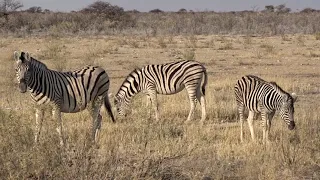 ETOSHA NATIONAL PARK 2022 - ZEBRAS