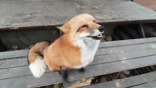 Fox gets fur brushed