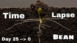 Bean Time-Lapse - 25 days | Soil cross section From day 25 to day 1