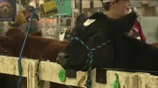 National Western Stock Show wraps up this weekend