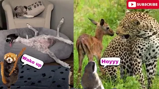 Try Not To Laugh 😂 New Funny Cats and Dogs Videos 🐶😹 #cats #dogs #funnyanimals