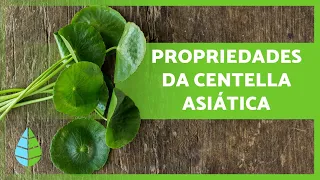 PARA que SERVE a CENTELLA ASIÁTICA: propriedades e benefícios 🍀