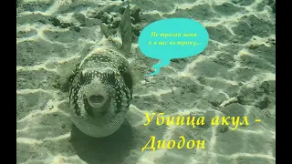 Убийца акул ( shark killer) - рыба шар, рыба еж, иглобрюх, фугу итд...