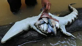 Unbelievable Fish in Crocodile Stomach and Cooking Crocodile in forest