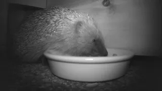 Ever wonder what a hedgehog sounds like? This little guy chatting to himself while he eats.