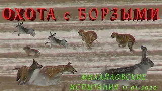 ОХОТА с БОРЗЫМИ  Михайловские испытания 11 01 2020