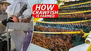 How a giant crawfish farm harvests 3 million pounds per year #shorts