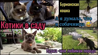 Котики в саду. Бурманская кошка самая лучшая порода. Бурма особенности. Наши милые кошки. Котята.