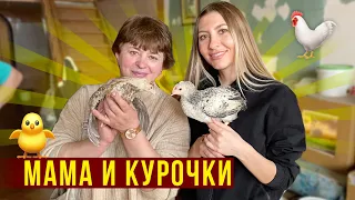 Влог с МАМОЙ - Купили КУРОЧЕК / Вот как Живут РУССКИЕ - ДОМ НА ВОЛГЕ! Как приживаются ЦЫПЛЯТА