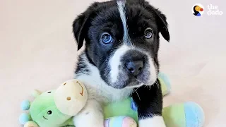 Rescue Pup Doesn’t Look Like Any Other Dog - BIGHEAD | The Dodo