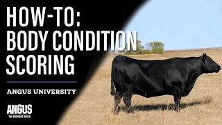 HOW-TO: BODY CONDITION SCORING CATTLE