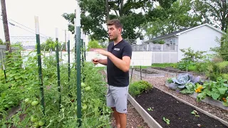 Do THIS To Your Tomatoes Before Fall!