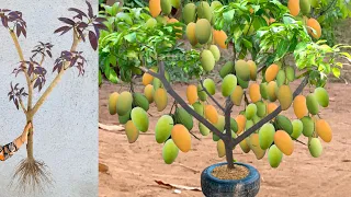 Unique Technique : Grafting Mango Tree Using Banana & Aloe Vera Growing Faster and Has Many Fruits