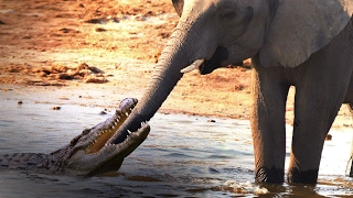 Крокодил против слона