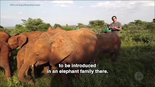 50 x 1 - In the David Sheldrick's Elephant Orphanage in Nairobi