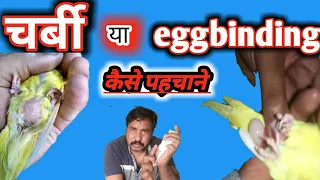 How to identify fat & egg binding in australian parrot || कैसे पहचाने चर्बी है या egg binding