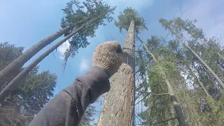 TagTeaming A Couple Of Wispy Fir, NARROWLY Missing The Shed