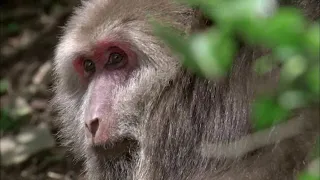 «Хуаншаньские короткохвостые макаки»|CCTV Русский