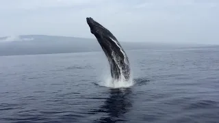 Кит возле Лодки Выпрыгивает из воды