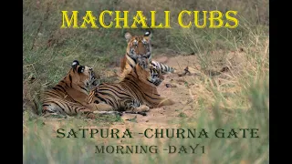 Satpura Tiger Reserve -Rare Encounter: Machali Tigress & Her 3 Cubs Cooling Off in Water Canal!