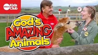 God's Amazing Animals | TORTOISE - On The Farm Special