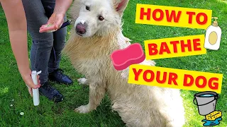 How To Bathe Your Dog Outside (Vet Demonstrates)