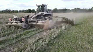 WESTHOFF AGRAR " CLAAS KRUGAR MULCHER " - Rapsstoppeln mulchen 2023 / mulch rapeseed stubble