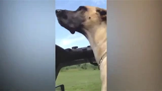 Best of Great Danes - Dog Compilation